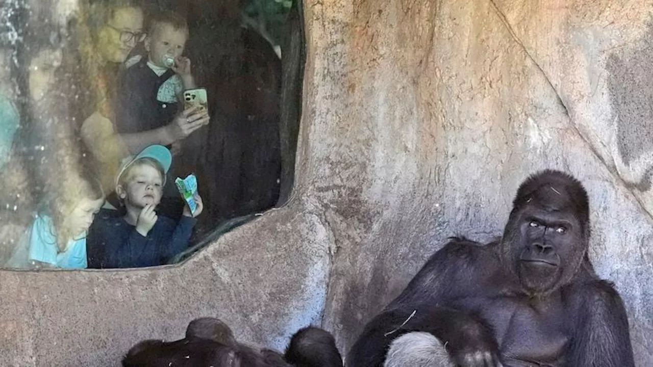 Viral video shows Fort Worth zookeepers trapped in gorilla enclosure