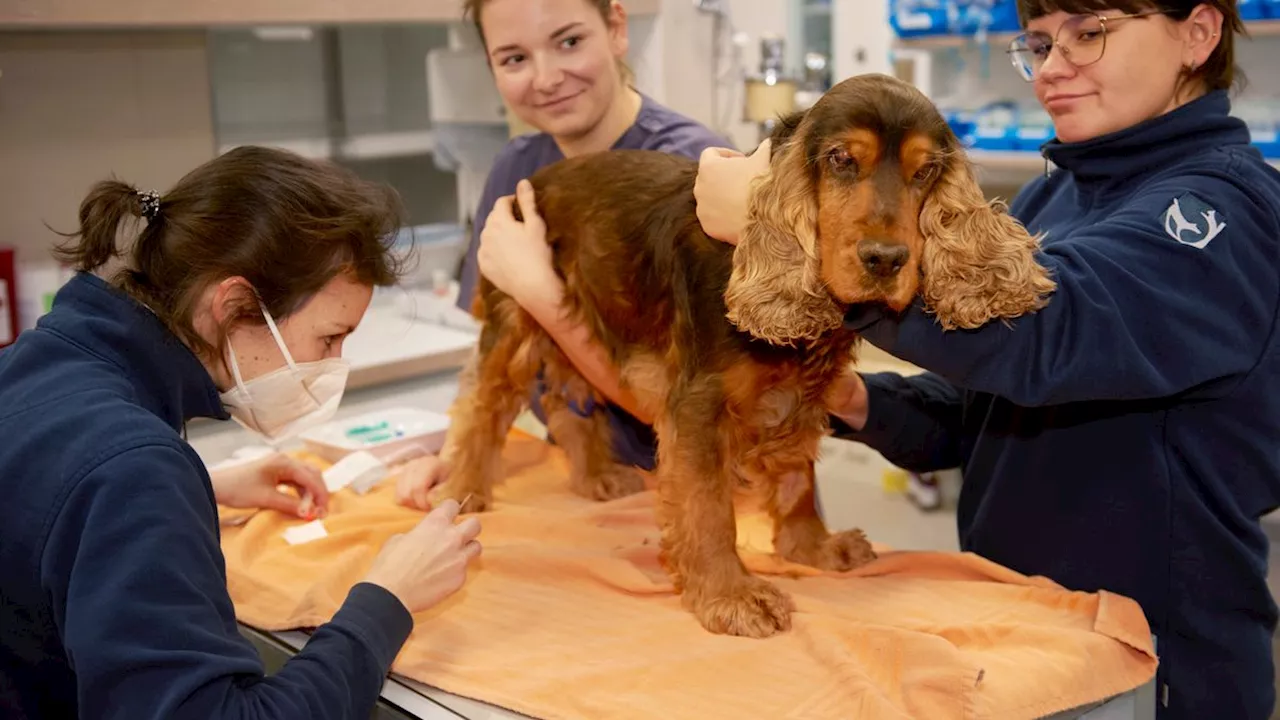 Besuch in einer Tierklinik: Das Krankenhaus für Haustiere