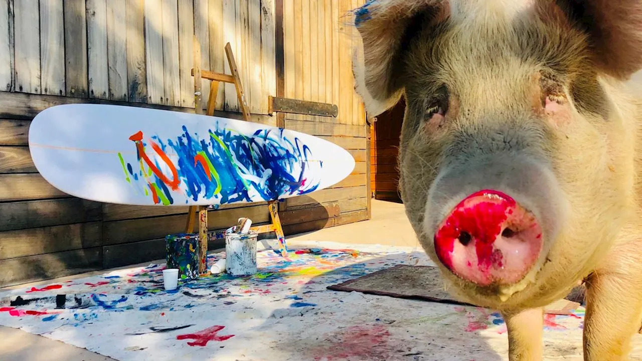 Schweinische Kunst: Malende Sau Pigcasso ist tot