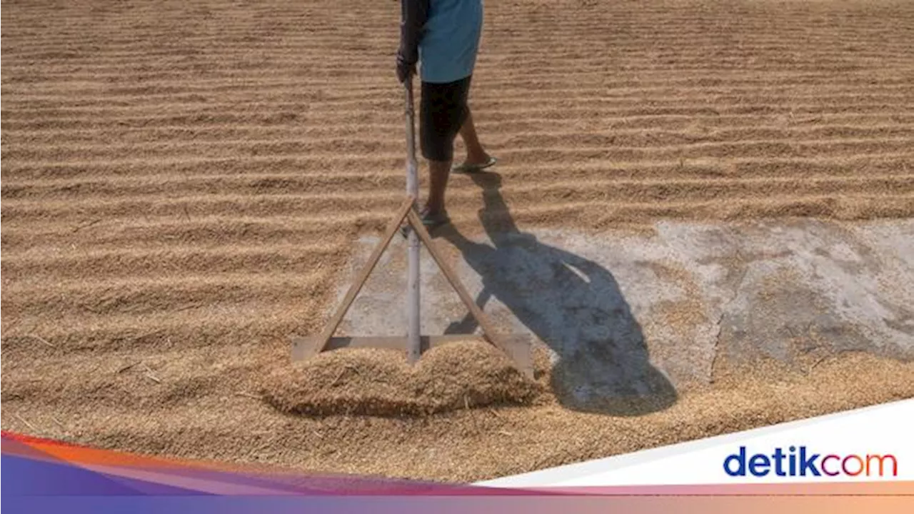 Harga Gabah Petani Mulai Turun, Beras Jadi Murah?