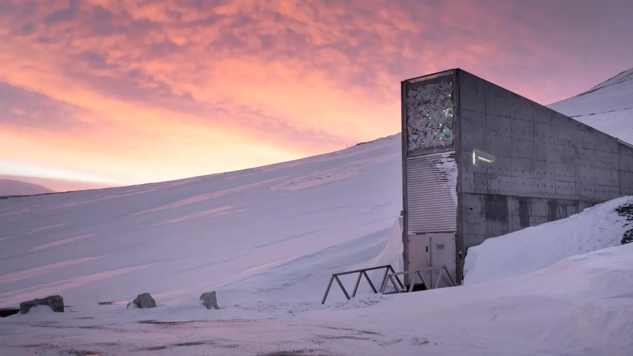 På Svalbard gemmer verden 1,2 millioner prøver af plantefrø til dårligere tider. De tider er nu