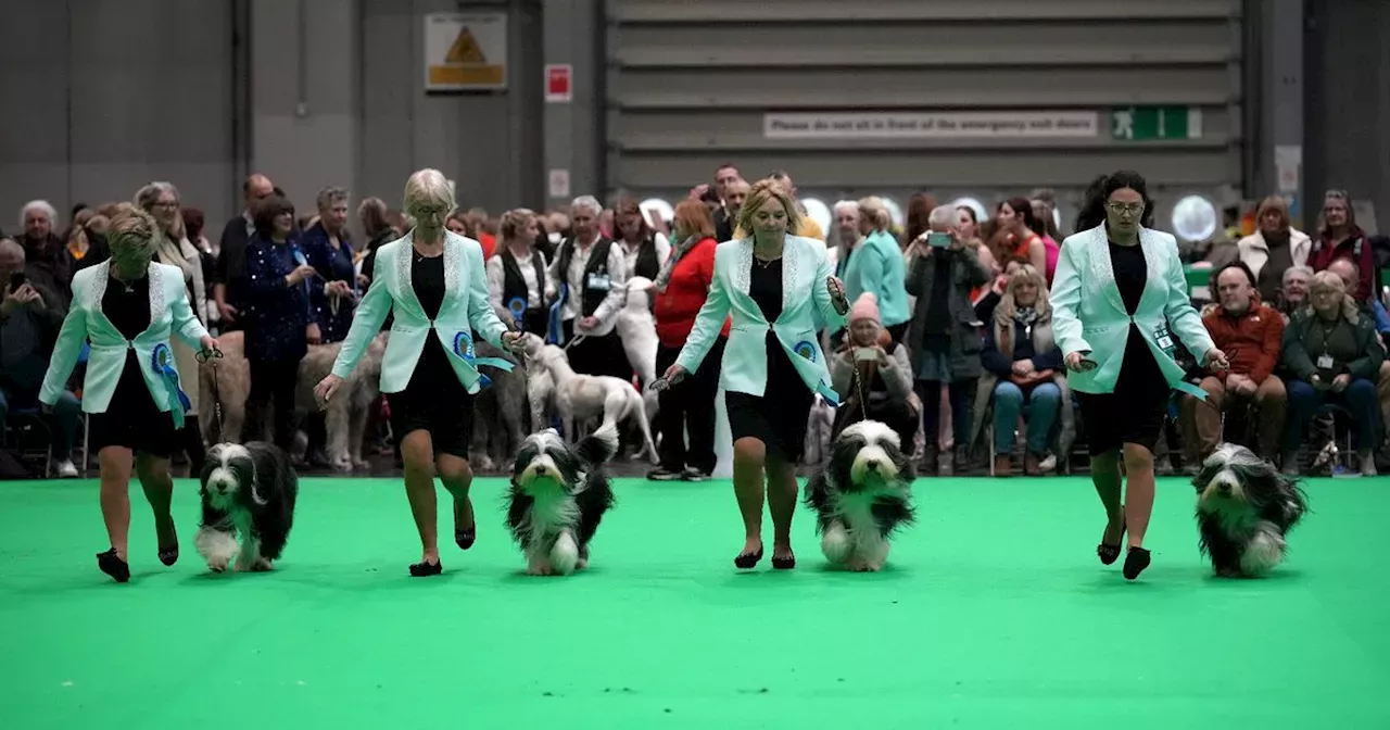 Crufts 2024 Day 2 results with Gundog winner and runnersup