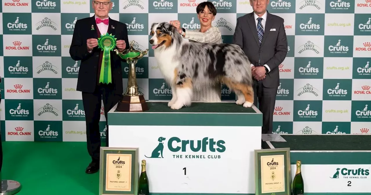 Crufts 2024: Day 3 Working and Pastoral group winners confirmed