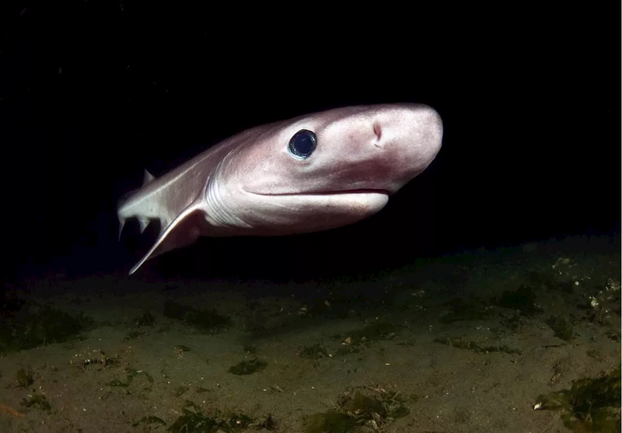 Uno de cada siete tiburones de aguas profundas en riesgo de extinción