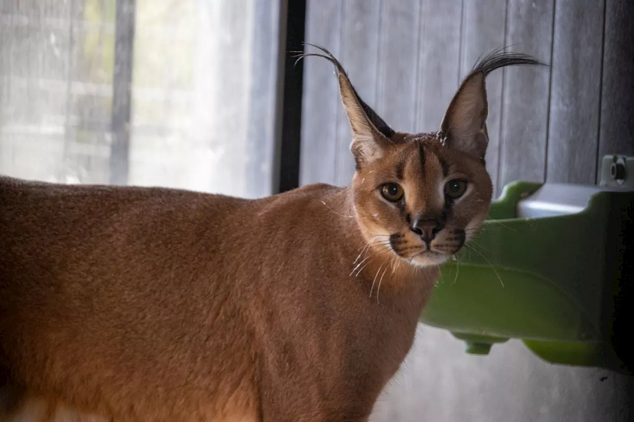 La Guardia Civil decomisa un lince africano en Málaga que fue introducido por avión como gato doméstico