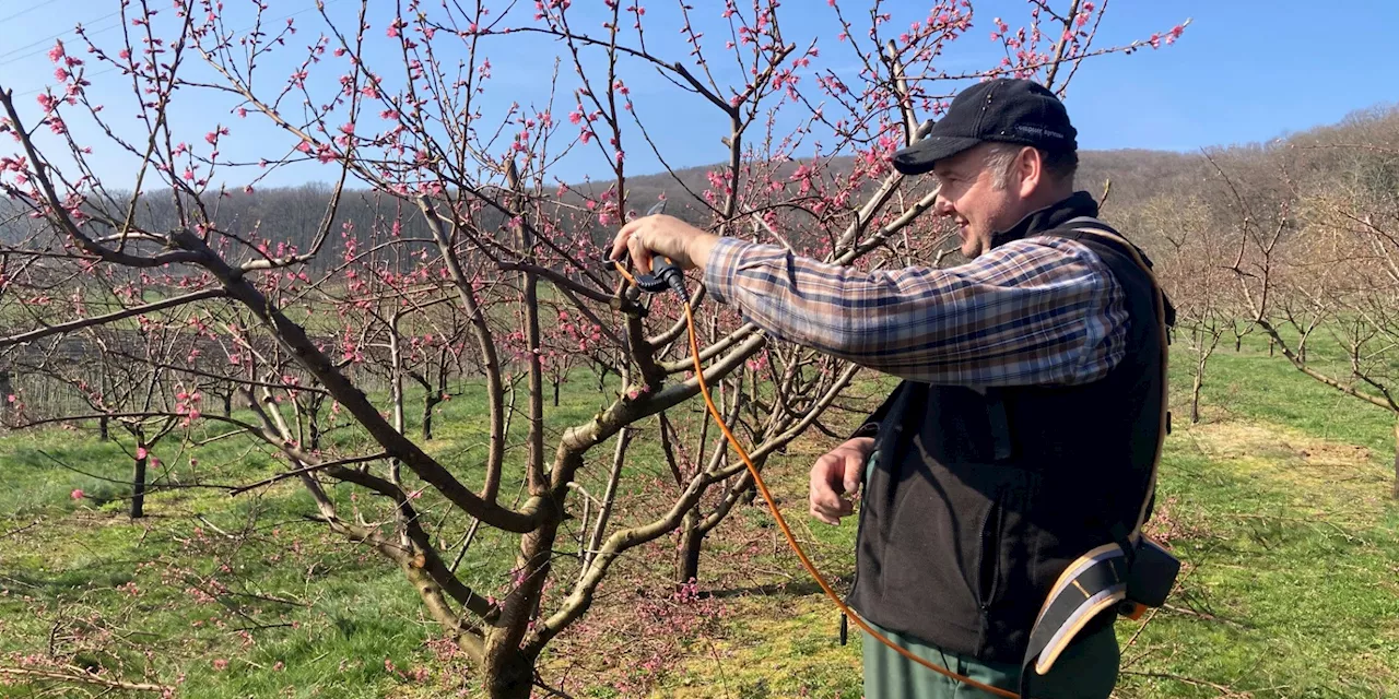 Des arbres déjà en fleurs et des arboriculteurs qui craignent le coup de gel