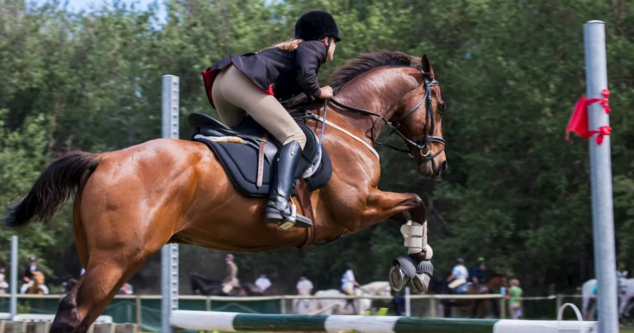 È morta Arianna Giaroli, la 13enne colpita dal calcio di un cavallo in un maneggio in Emilia