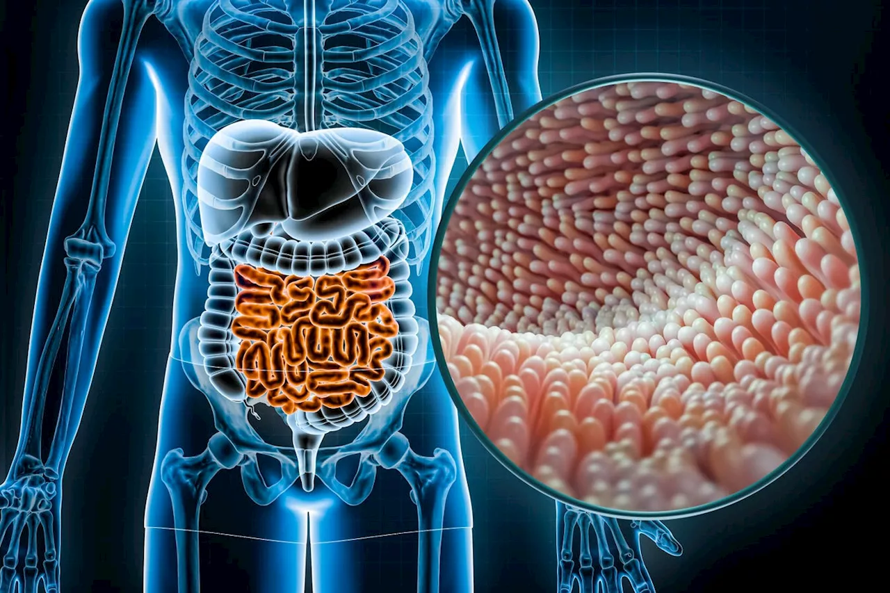 You May Think You Know Your Small Intestine