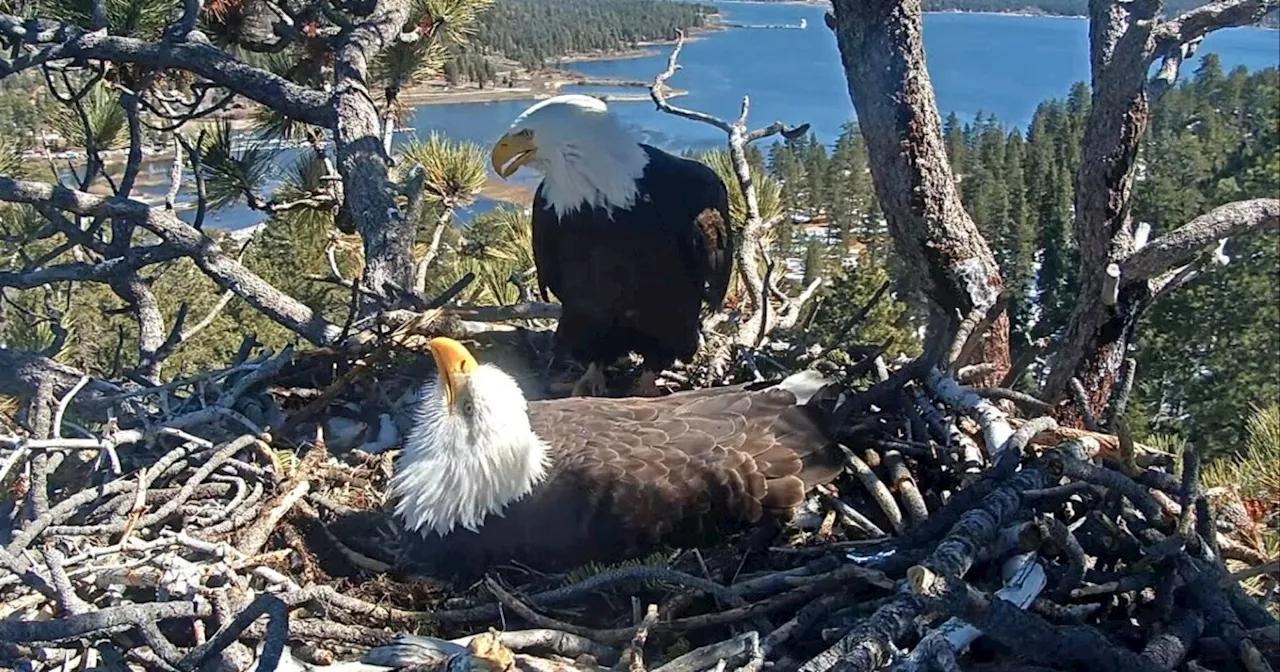 Eagle couple in California become internet sensations. Here's why everyone loves them