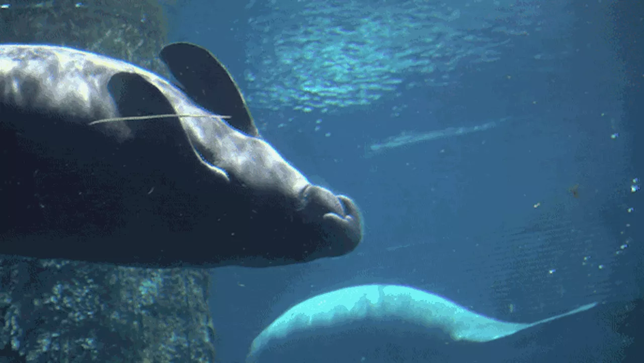 Postal Service unveils new stamp to raise awareness for 'beloved marine mammal'