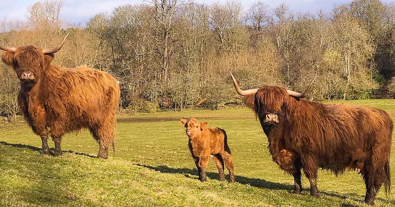 Meet Pollok Park's newest residents as calving season begins