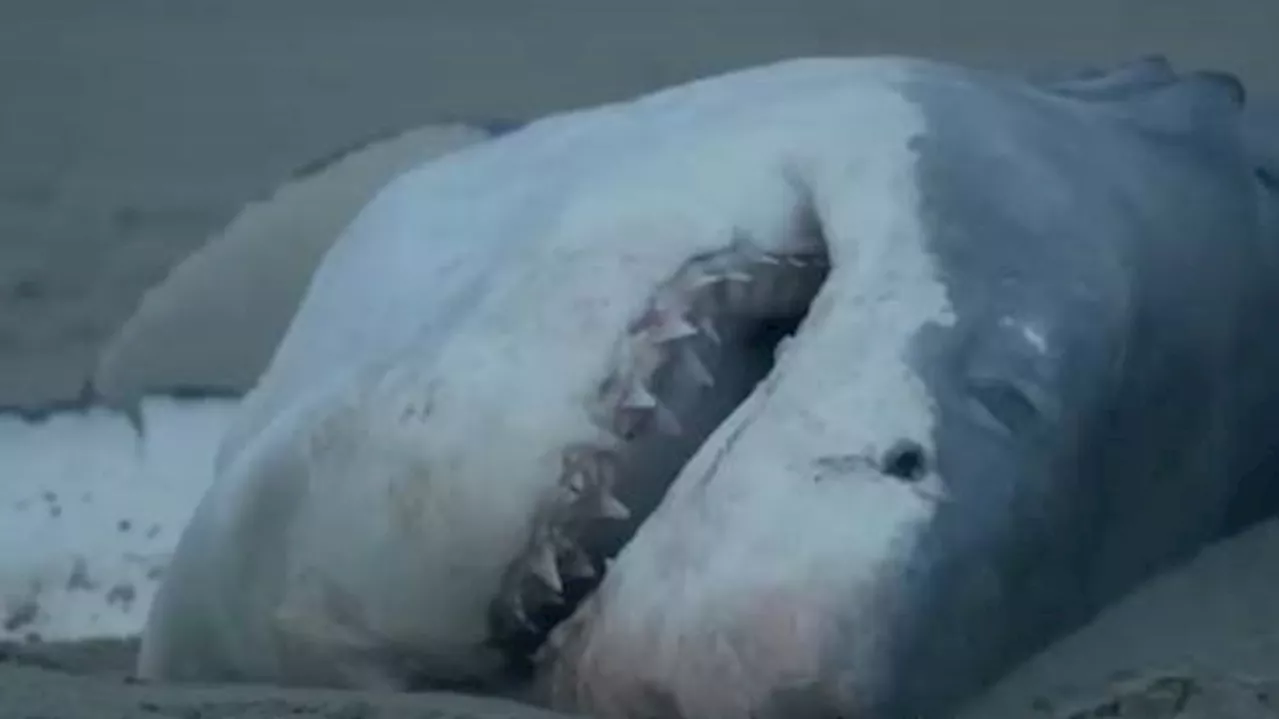 Great White Shark killed by lone Orca whale in first-ever instance caught-on-camera