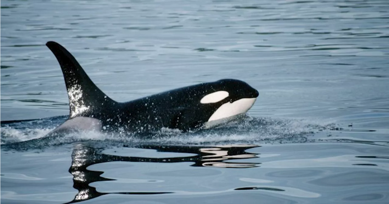 Lone orca filmed killing, eating a great white shark for 1st time