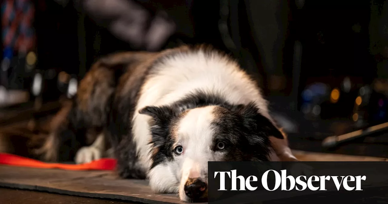 Canine film stars battle it out in doggy Oscars: will Messi the collie get teeth into top Fido award?