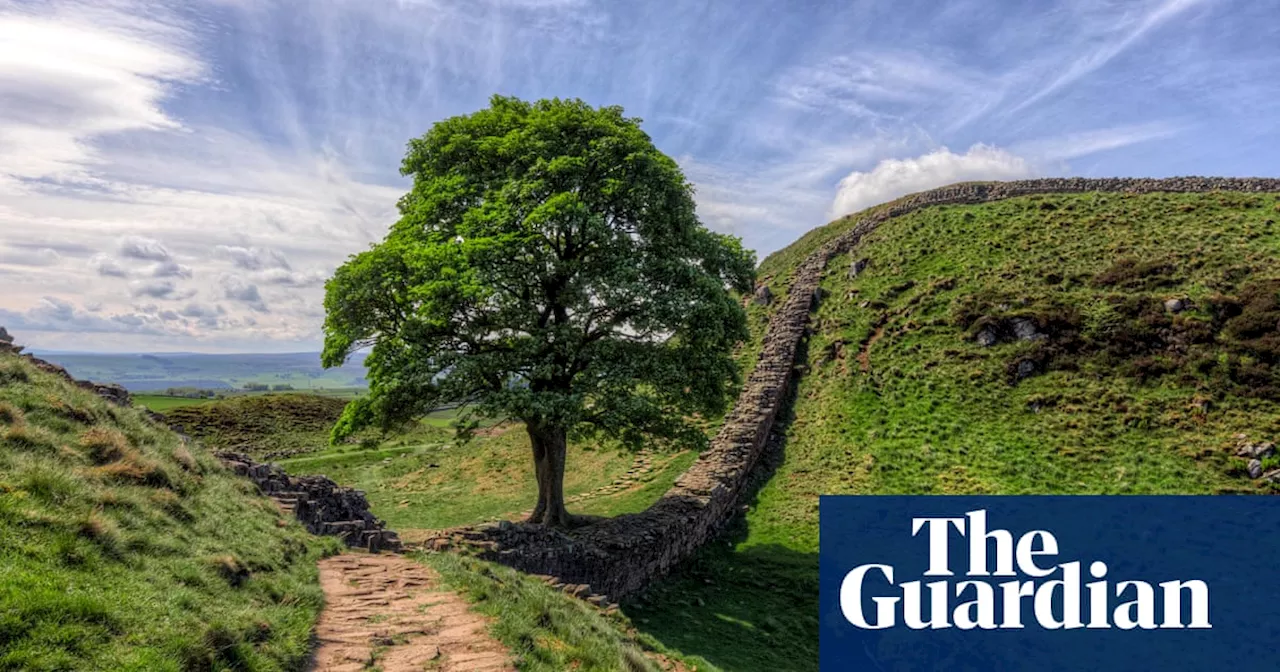 Seedlings from felled Sycamore Gap tree have sprouted, says National Trust