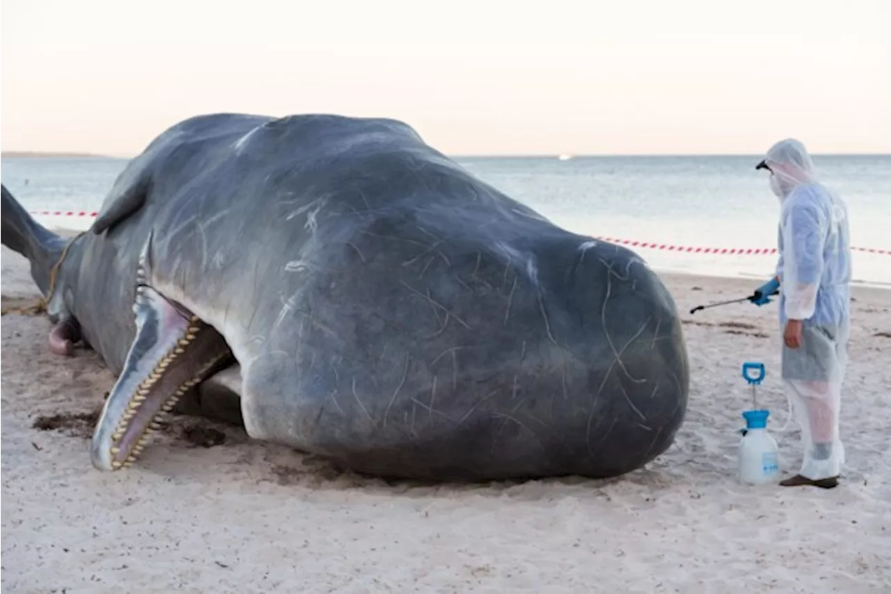 Antwerpse kunstenaars laten potvis ‘aanspoelen’ in Australië: “Een oerbeest dat vanuit de zee verschijnt”