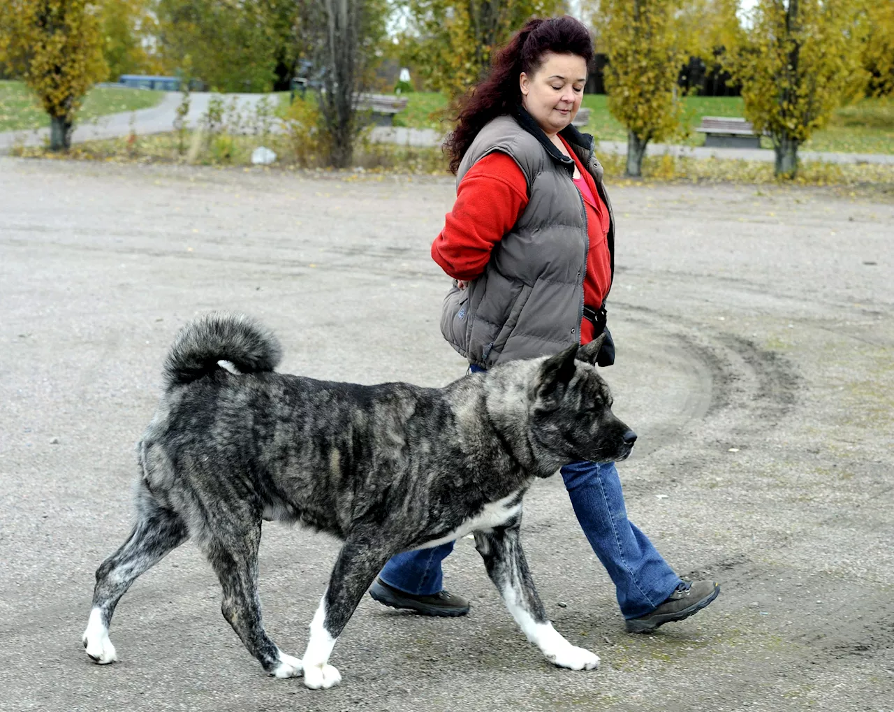 Erneute Hundeattacke: Frau von eigenem Tier gebissen