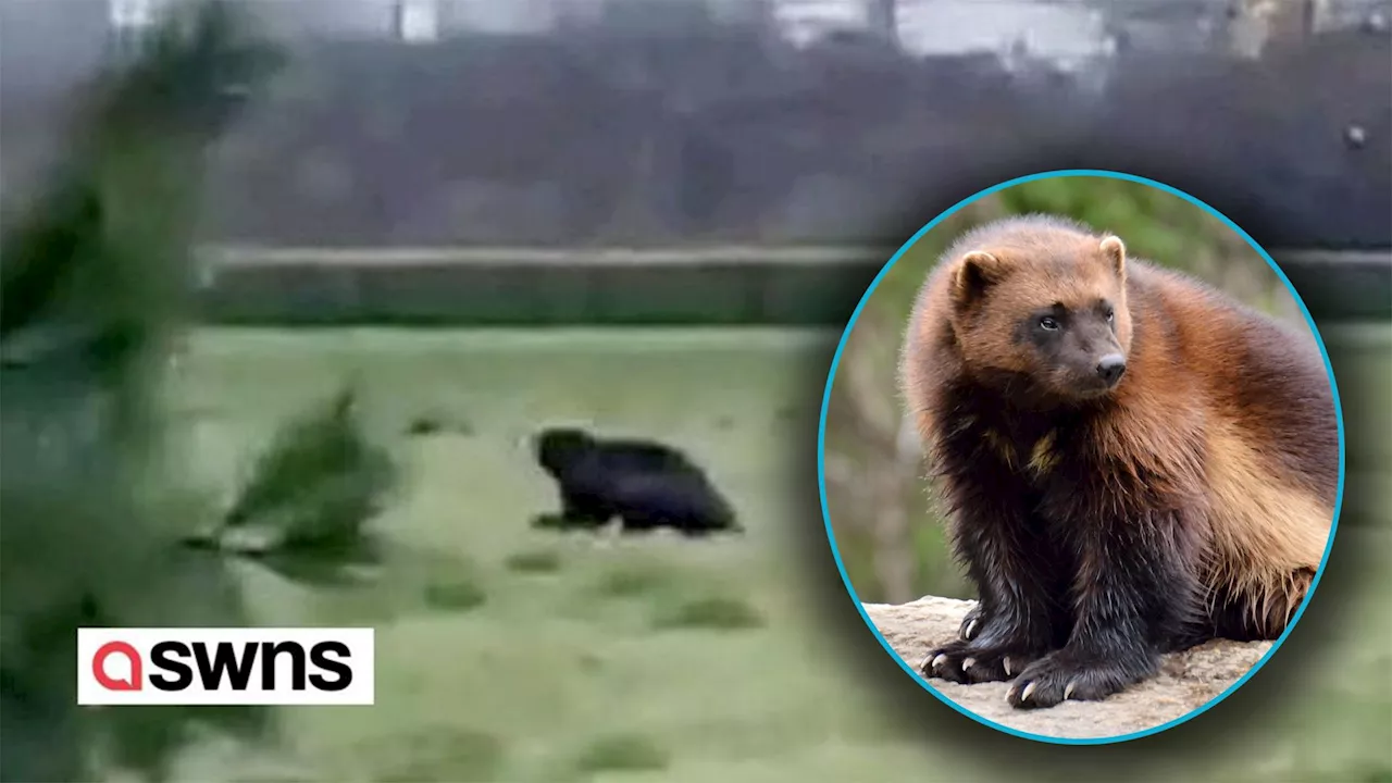 Hier läuft ein echter 'X-Man' durch die Wiese