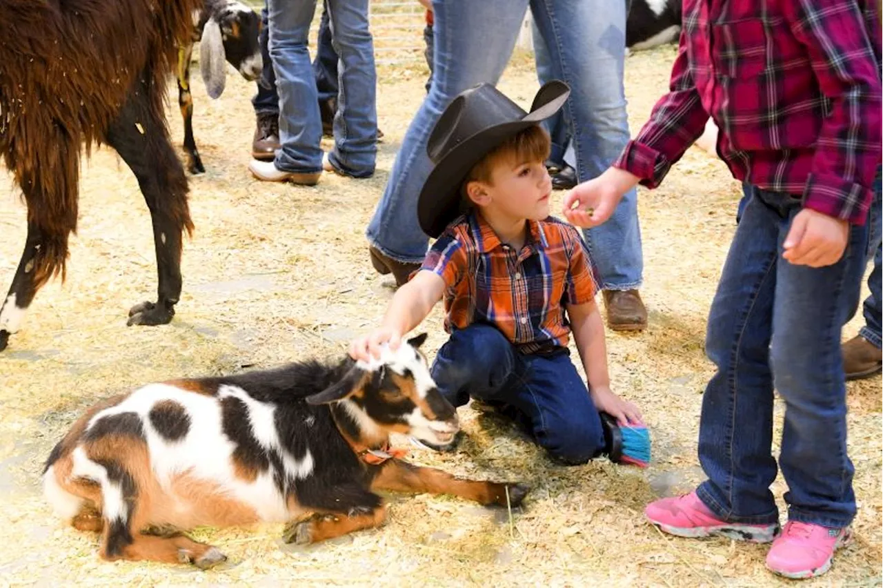 Scenes From the Houston Livestock Show and Rodeo and Carnival in Week One 2024