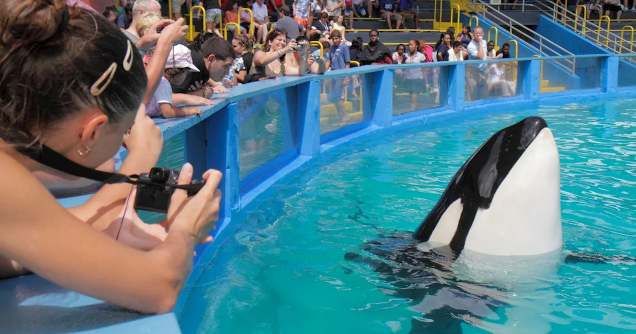 Miami Seaquarium Gets Eviction Notice Months After Lolita The Orca's Death