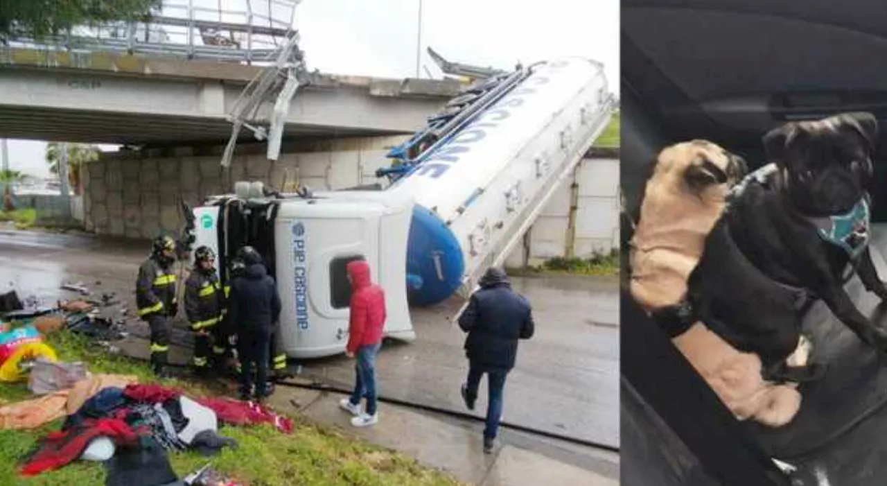 Camion sfonda il guard rail e cade dal cavalcavia a Brindisi: salvi conducente e i due cagnolini a bordo