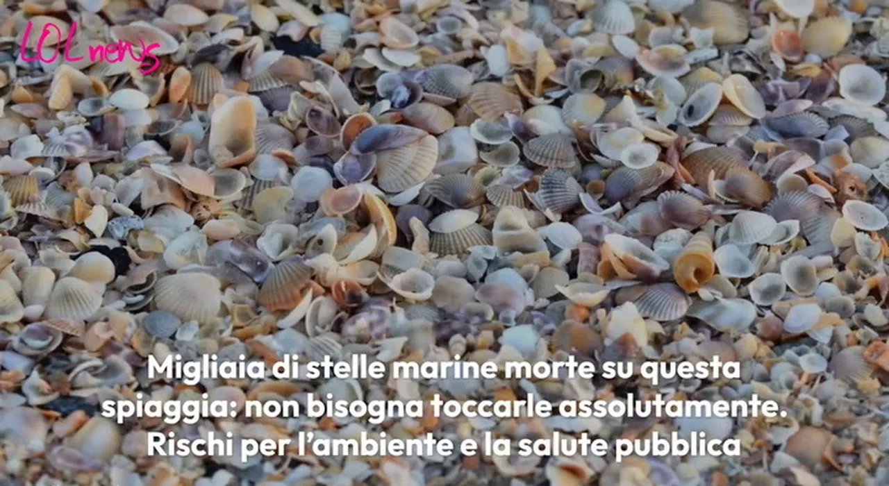 Migliaia di stelle marine morte su questa spiaggia: non bisogna toccarle assolutamente