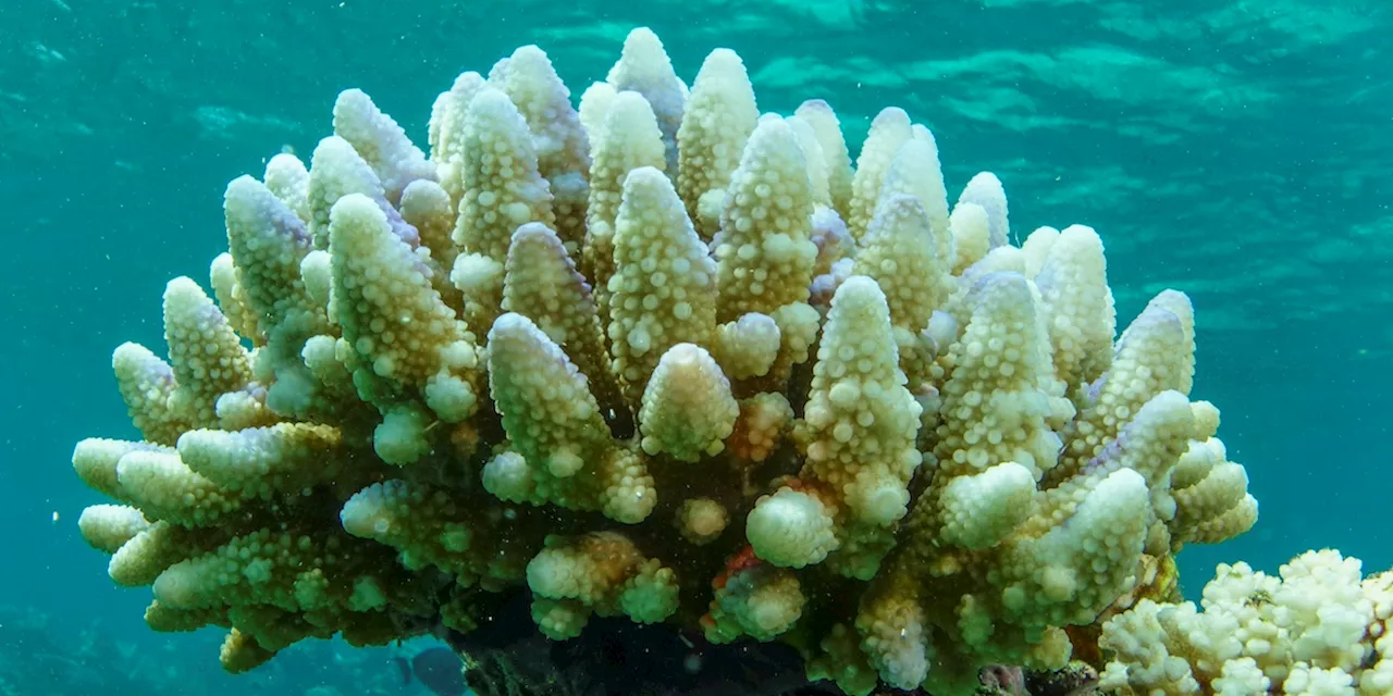 I coralli della Grande barriera corallina australiana si stanno di nuovo sbiancando