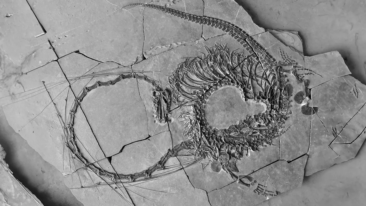 Scientists unveil extraordinary fossils of 240-million-year-old aquatic reptile