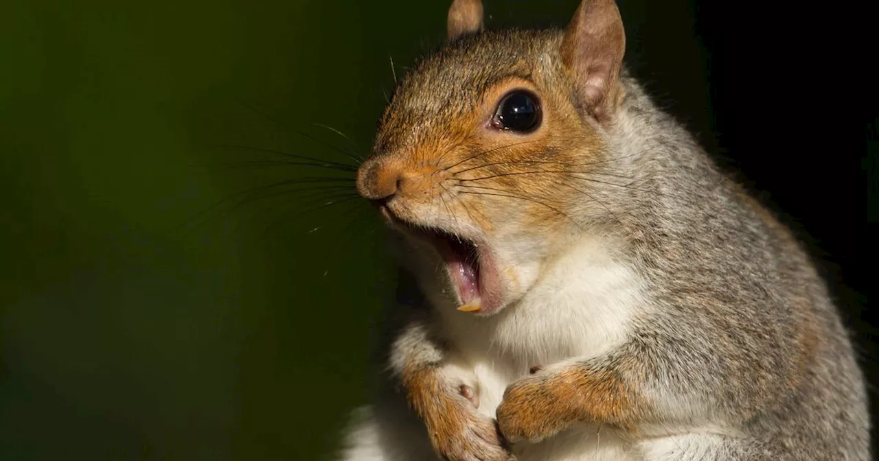 Botanic Gardens stops cull as kids spotted crying at sight of maimed squirrels