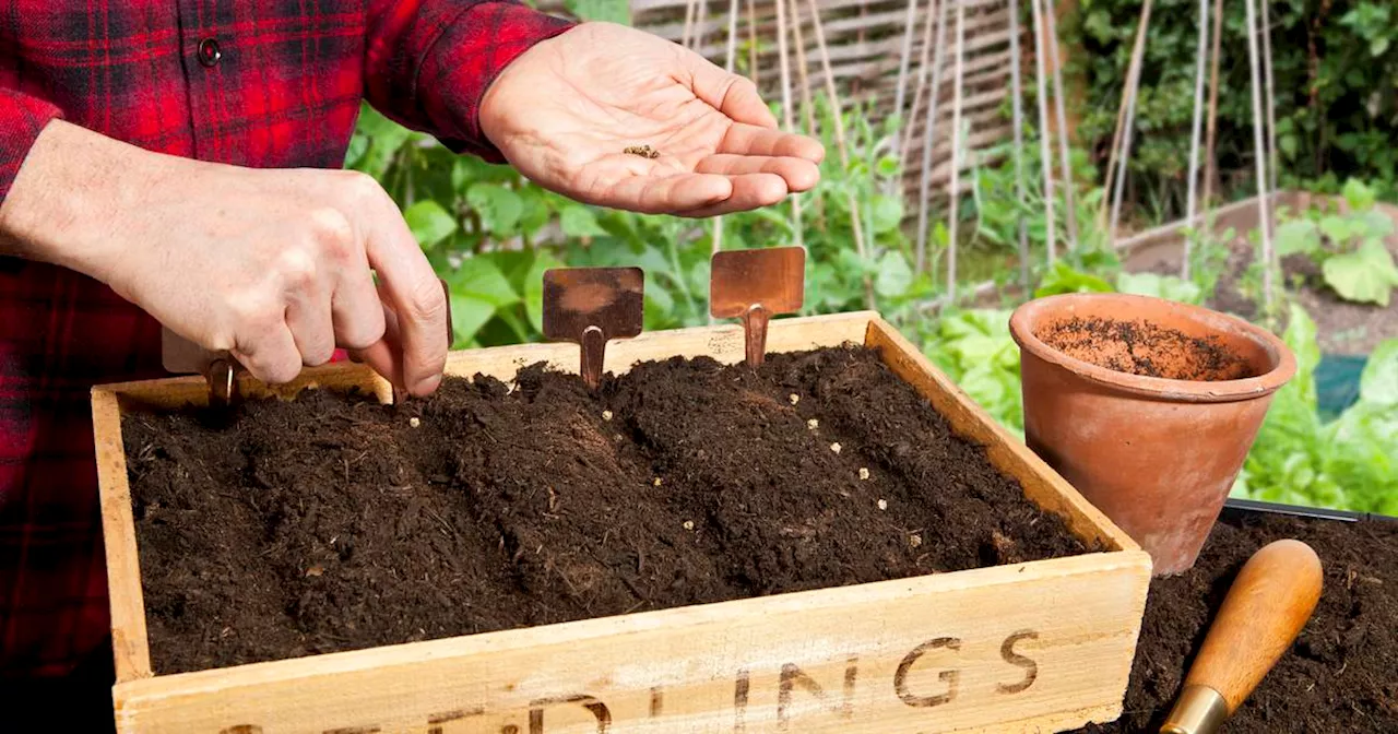 From seed to perfect plants and veg: tips to guarantee a bountiful garden