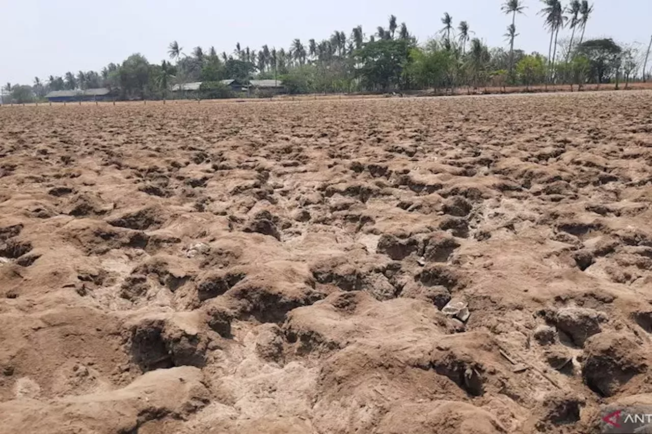 El Nino Diprediksi Berakhir April 2024, tapi Setelahnya Ada Indikasi Muncul La Nina