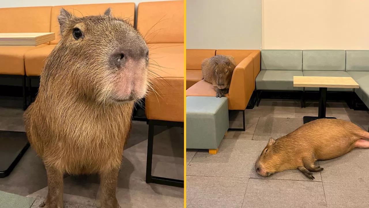 Japan’s capybara cafe puts cat cafes to shame