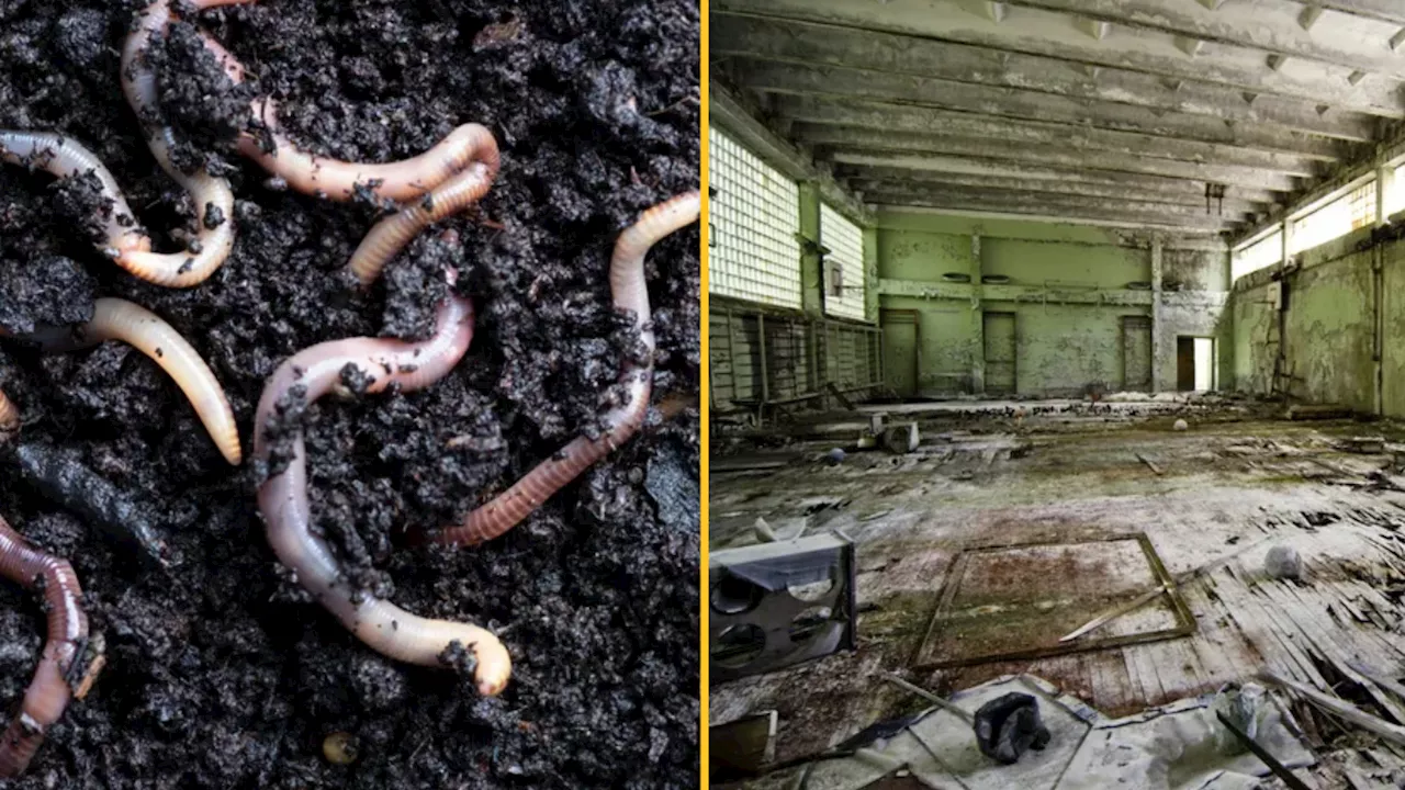 Worms living near Chernobyl nuclear plant have gained new ‘super power’