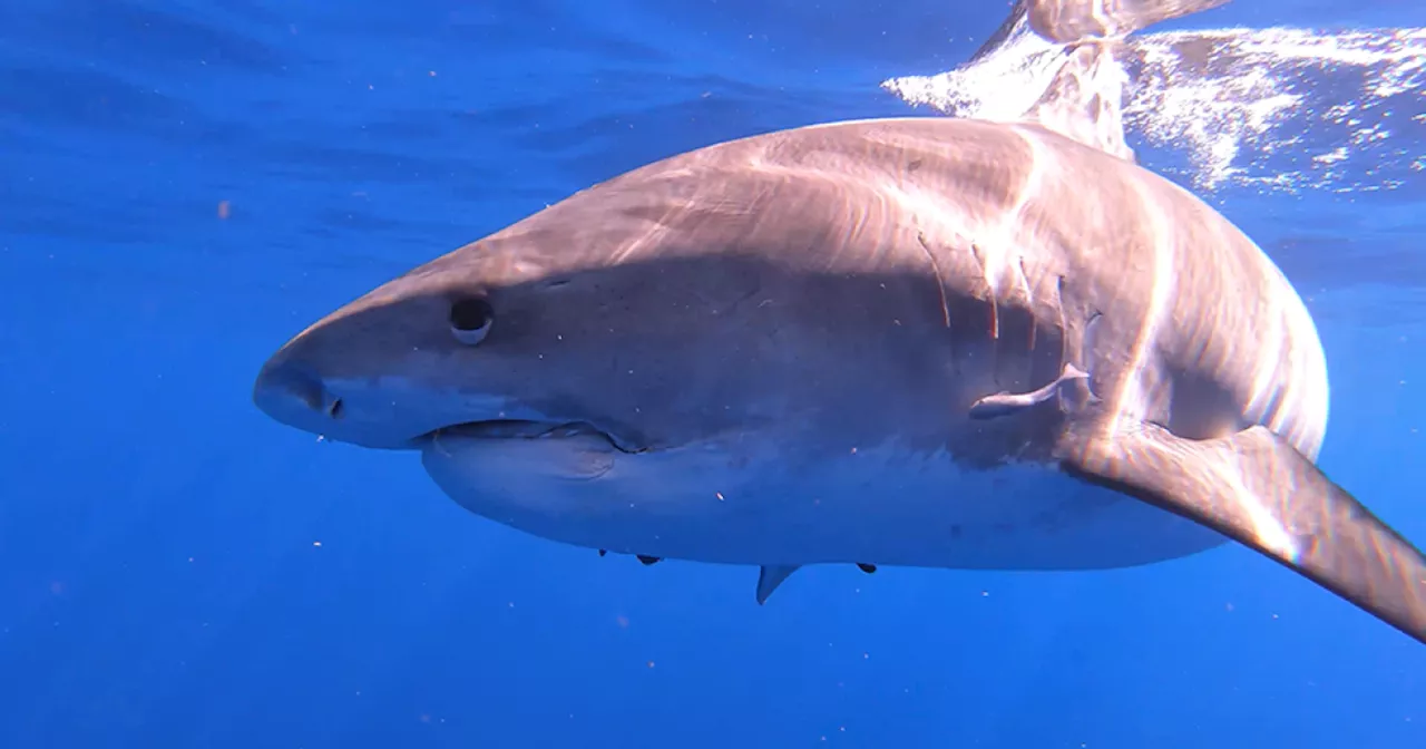 NATURE: Sharks Of Hawaii