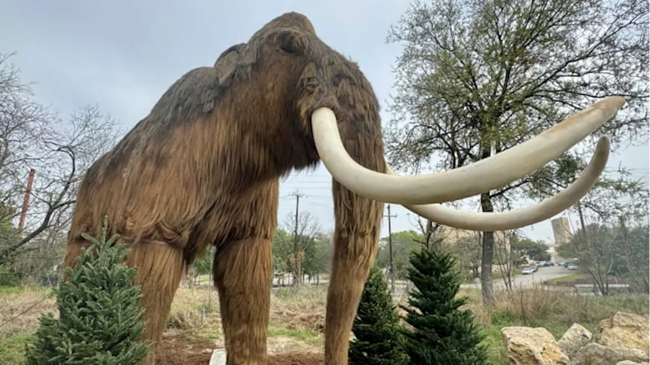 Step back in time with ‘Giants of the Ice Age’ exhibit at San Antonio Zoo