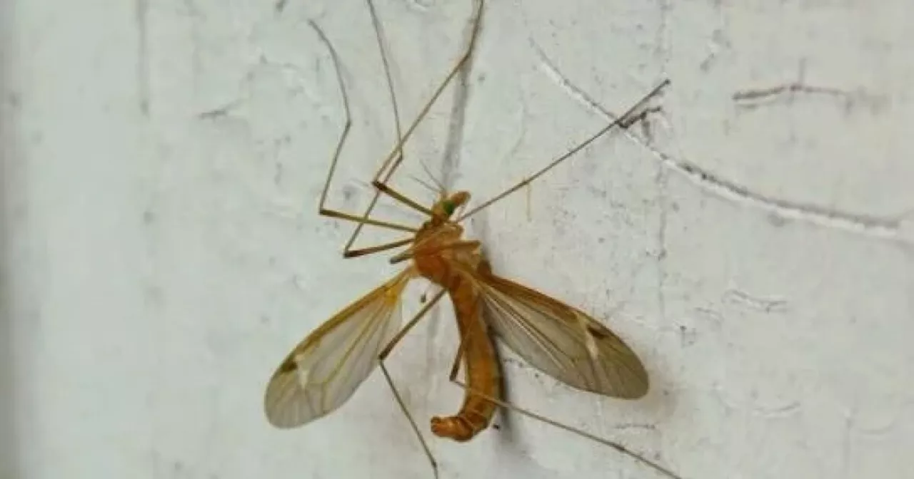 Crane flies are swarming just about everywhere in Austin