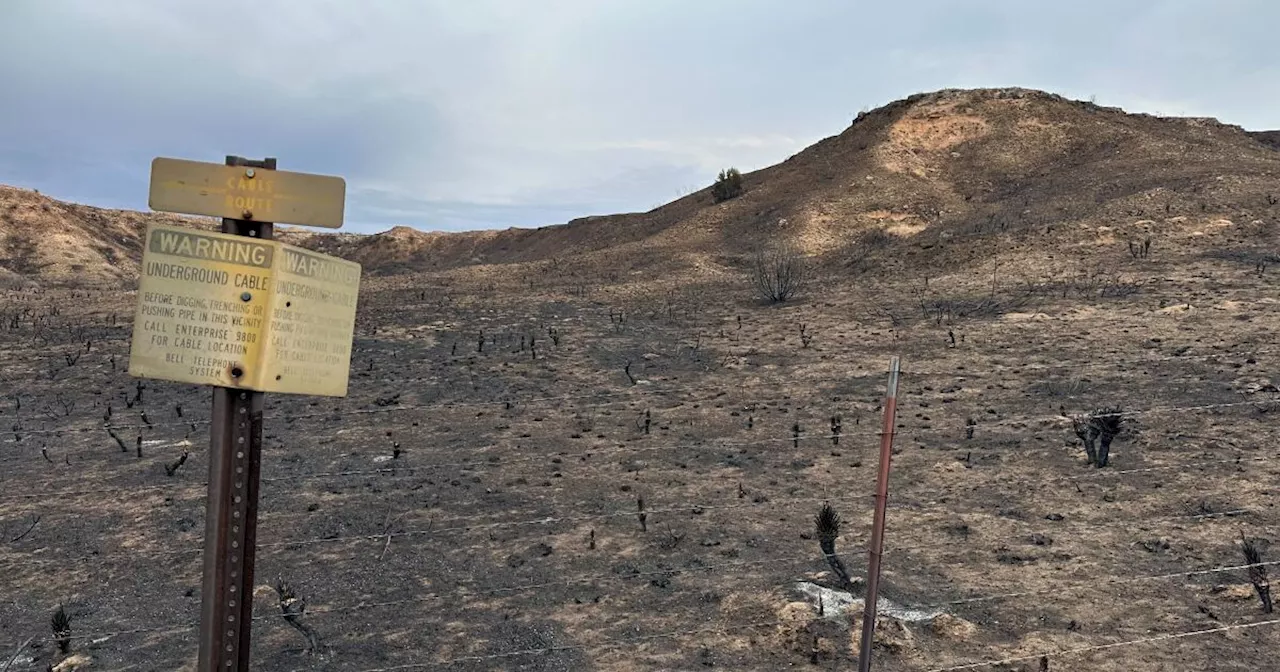 Largest wildfire in Texas history was ignited by power line, A&M Forest Service says