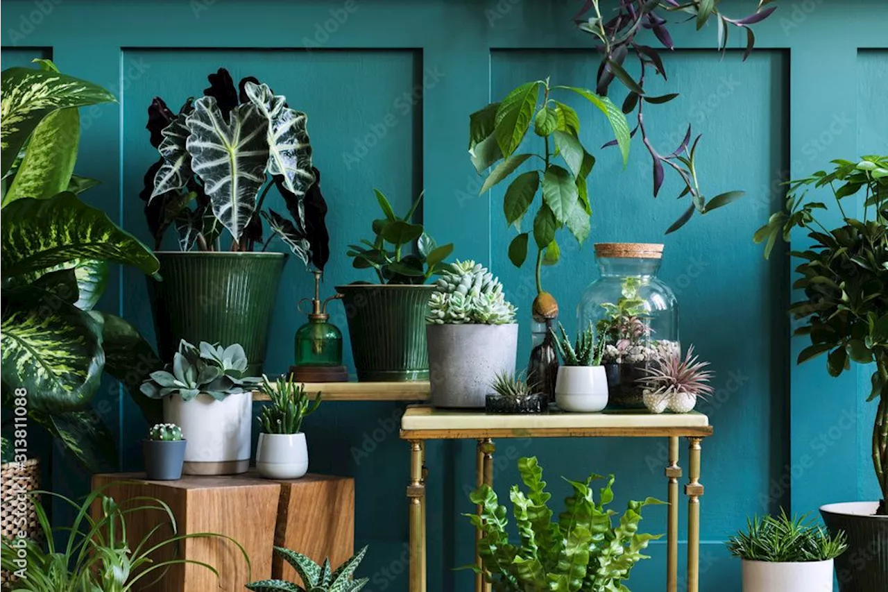 Après l’hiver, le rempotage des plantes : vive le printemps dans la maison !