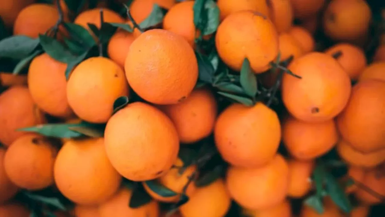 Oranges et mandarines, fruits du réchauffement climatique en Lot-et-Garonne