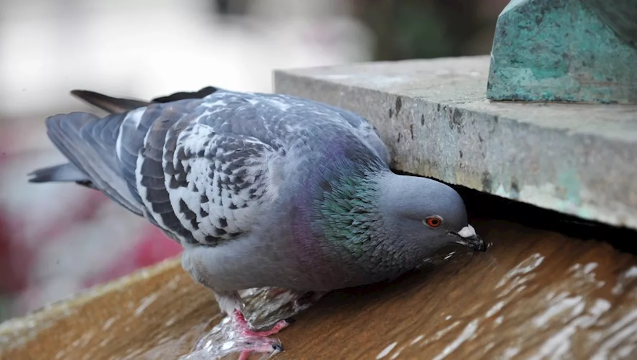 Vrai ou faux ? La ville d'Agen gaze-t-elle les pigeons pour réguler la population ?