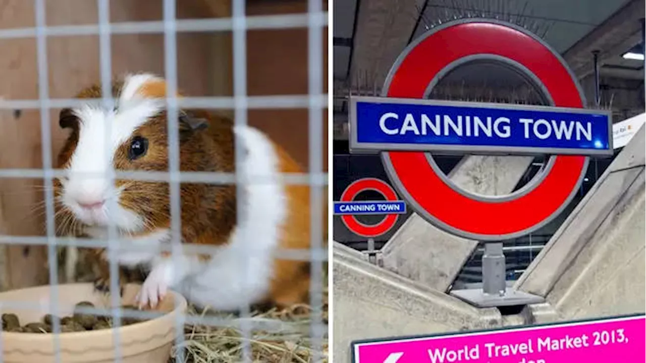 DiscoPig the abandoned guinea pig may have new owner after being left on London underground