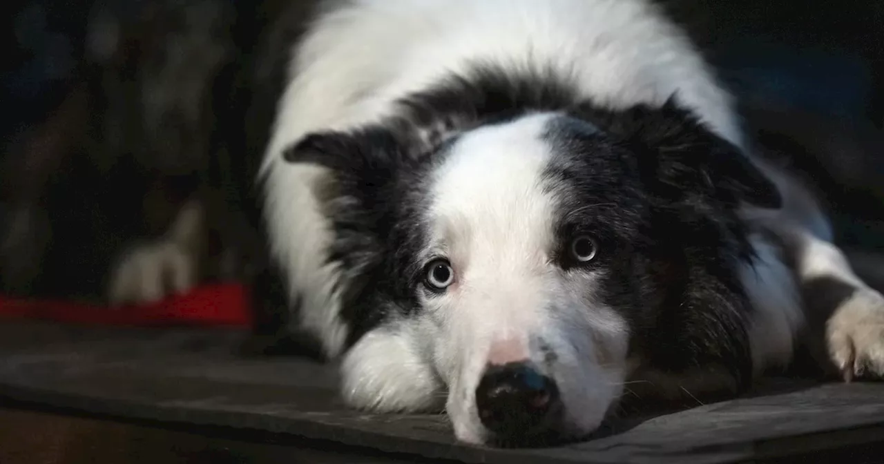 Dans la tourmente, Messi, le chien d’Anatomie d’une chute, n’ira pas aux Oscars