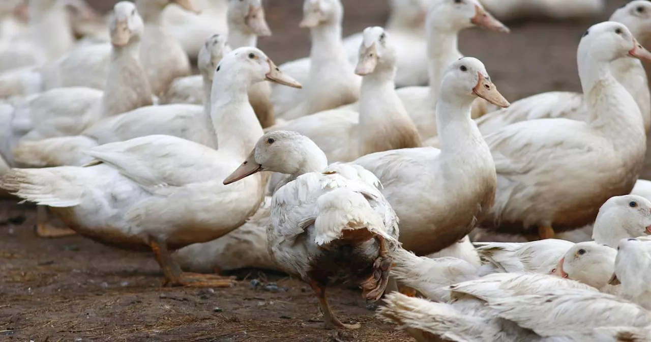 La France passe entre les mailles du filet et échappe quasiment à la grippe aviaire