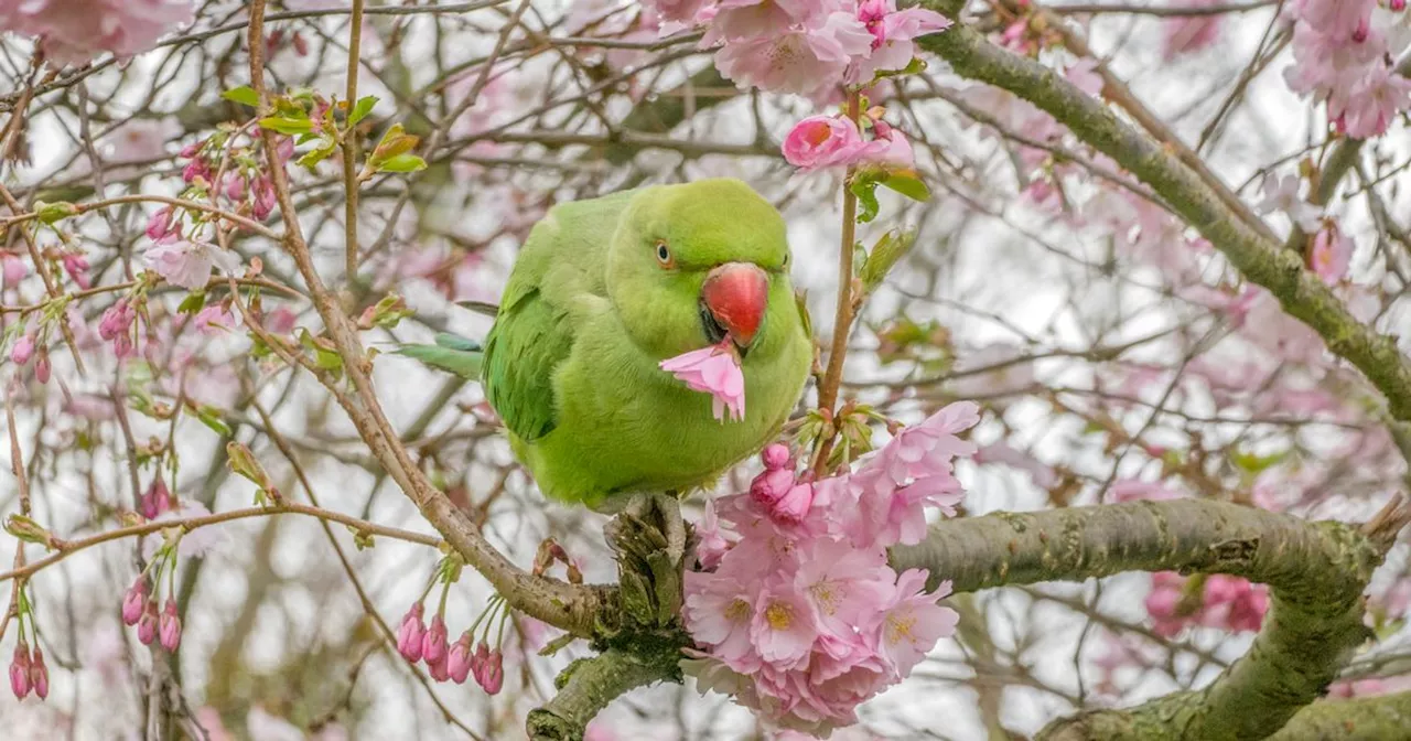 Brits heading to Europe warned after 'bird chlamydia' outbreak