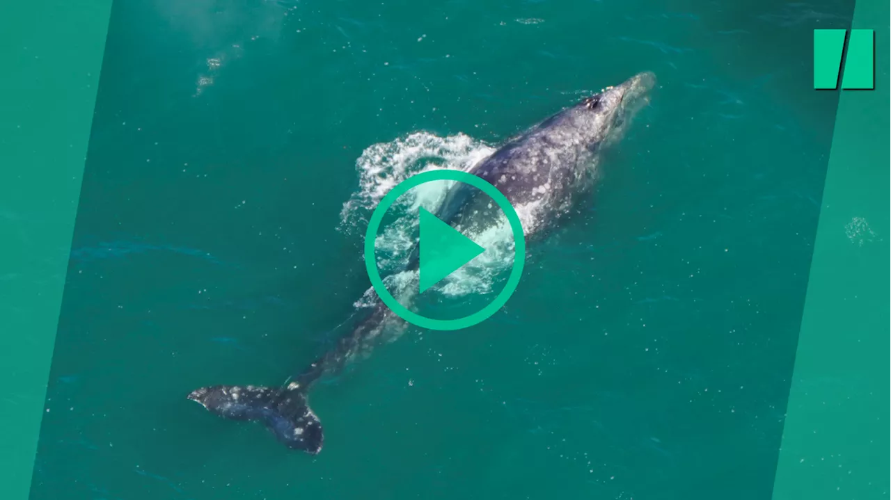 Une baleine grise a été repérée dans l’océan Atlantique et ce n’est pas une bonne nouvelle