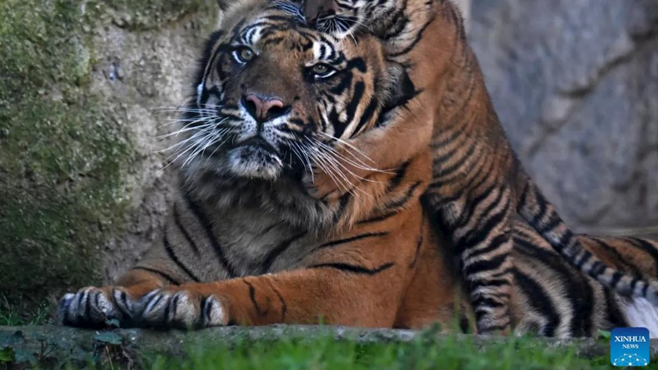 Kala, Bayi Harimau Sumatra Muncul Perdana di Kebun Binatang Roma