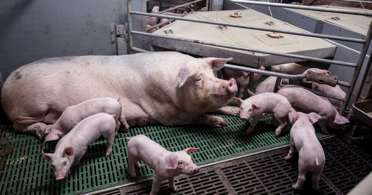 En Bretagne, une enquête ouverte après une plainte de L214 contre un élevage de porcs