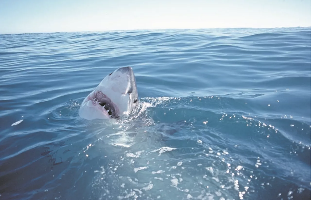 SA’s great white sharks need urgent protection, say marine biologists