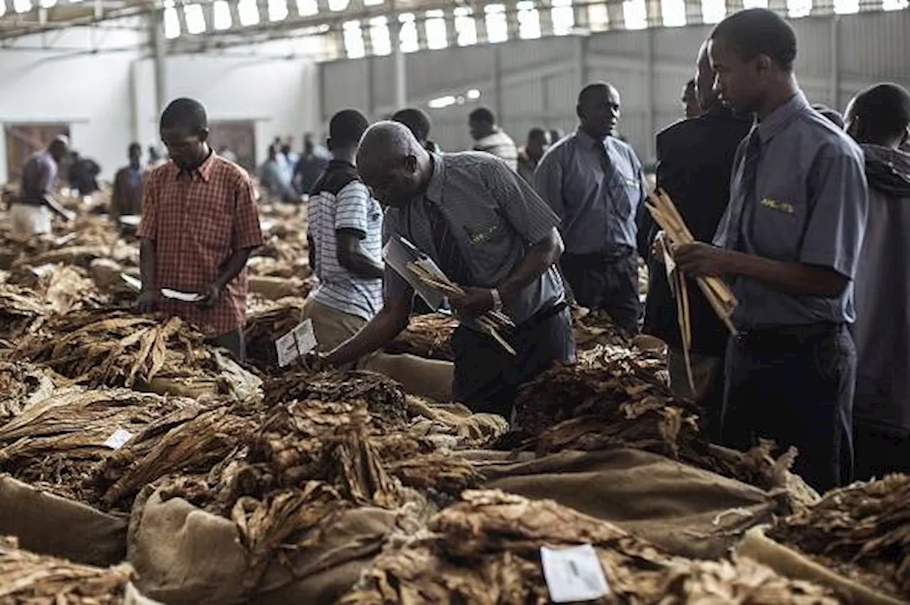 Smokes and mirrors: How Big Tobacco may have avoided Malawi's taxman