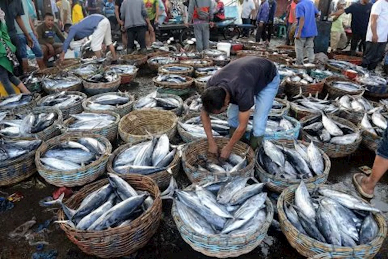 Ketersediaan Ikan Mencukupi